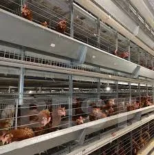 automatic egg collecting machine