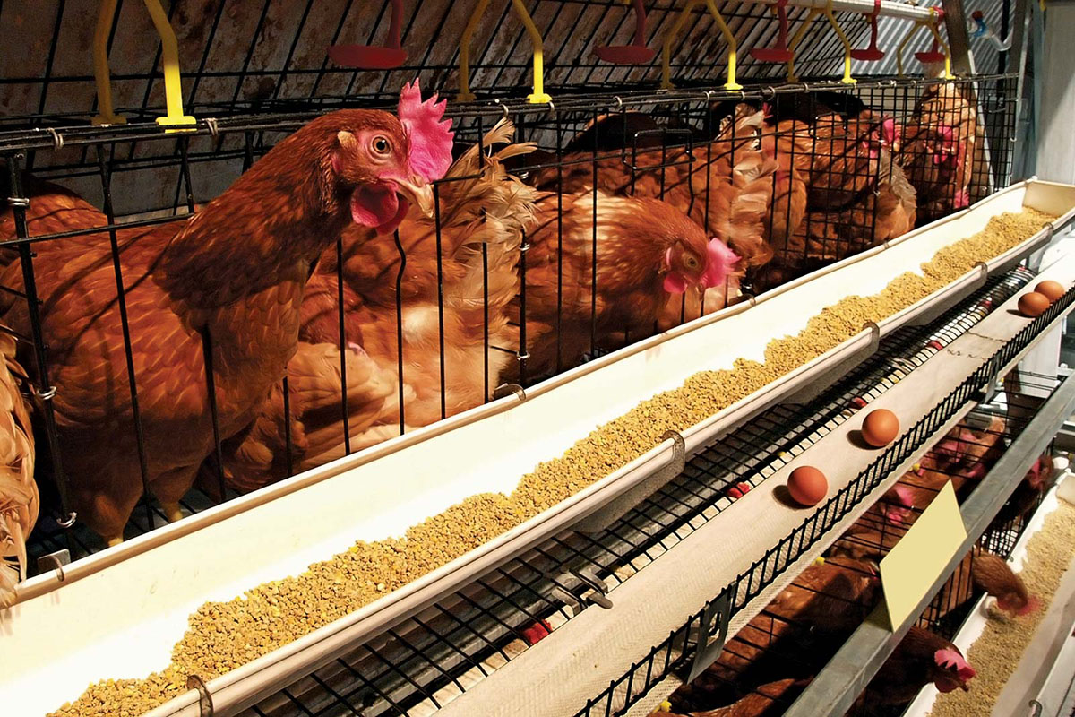 Breeding technology of laying hens