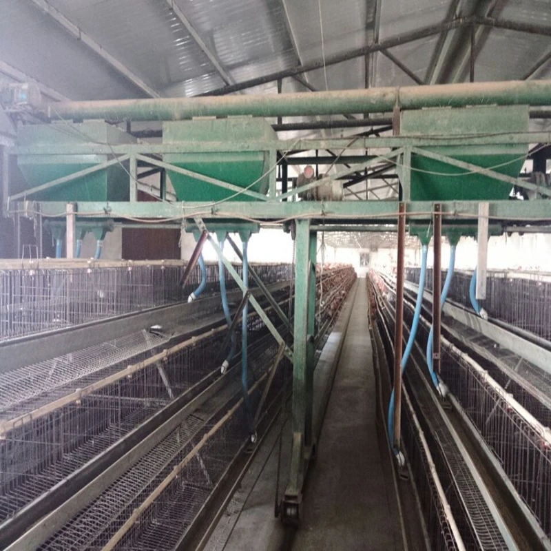Right Cage Size for Optimal Poultry Welfare