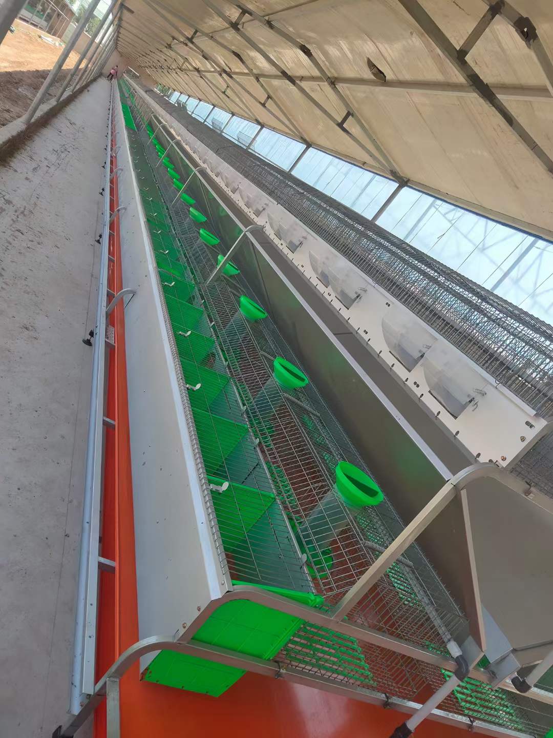 automatic egg collecting machine