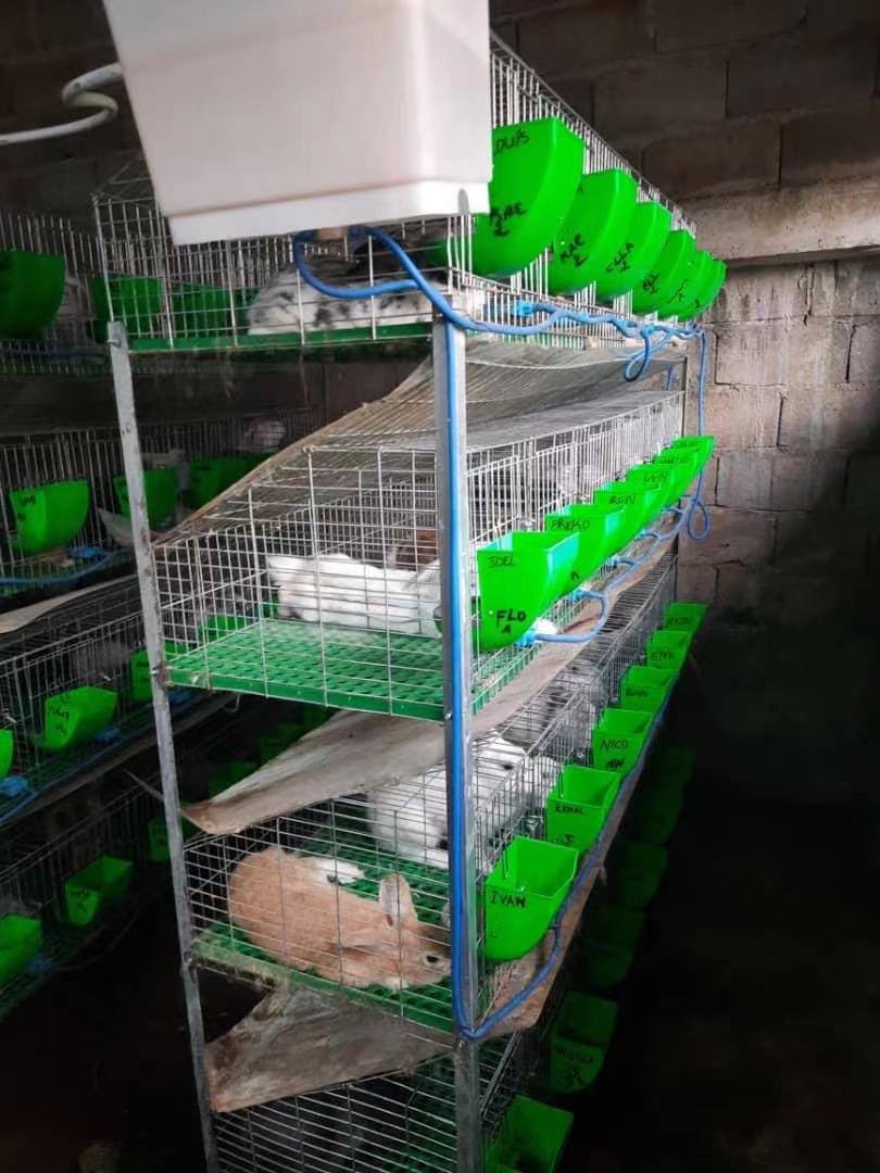 automatic drinking line   